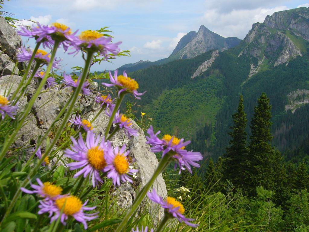 Legenda Tatr Apartman Zakopane Kültér fotó